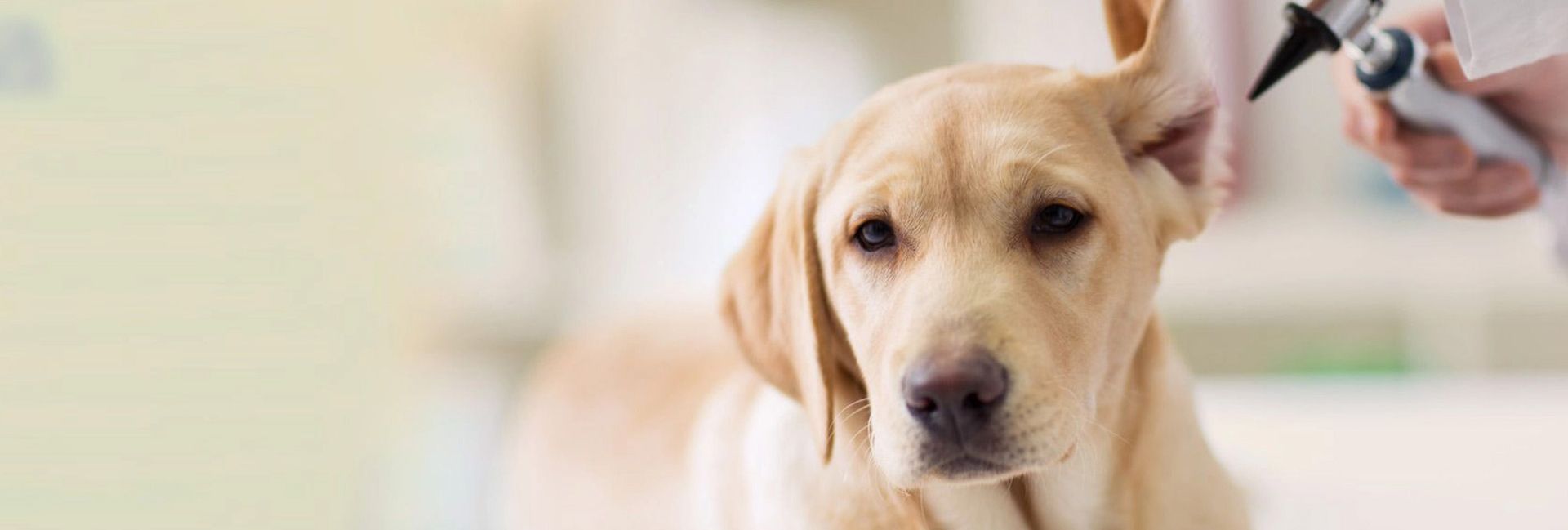 Ein Hund wird am Ohr untersucht